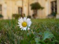/album/nasa-zem/kvet17-jpg/